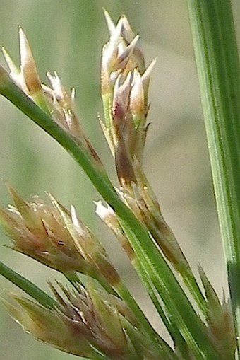 Juncus inflexus