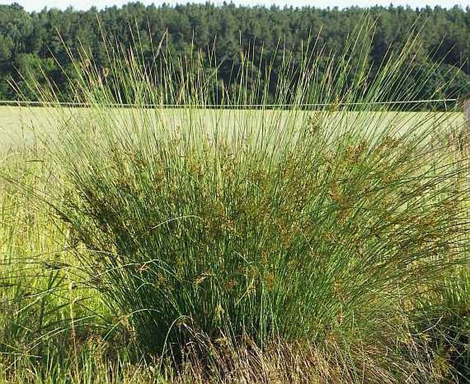 Juncus inflexus