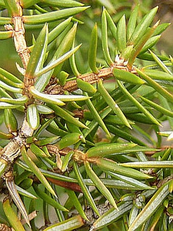 Juniperus communis subsp. nana