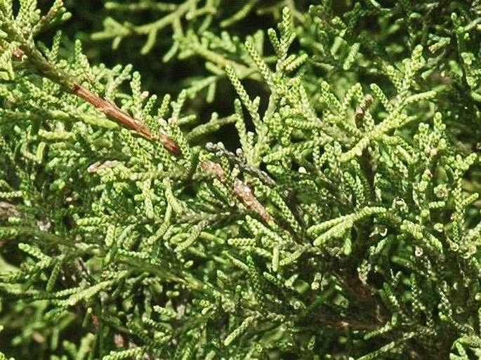 Juniperus phoenicea var. turbinata
