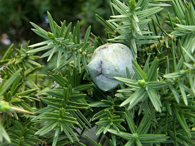 Juniperus drupacea