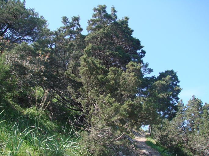 Juniperus phoenicea