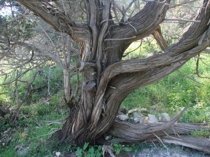 Juniperus phoenicea