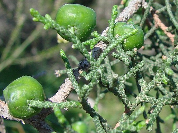 Juniperus phoenicea