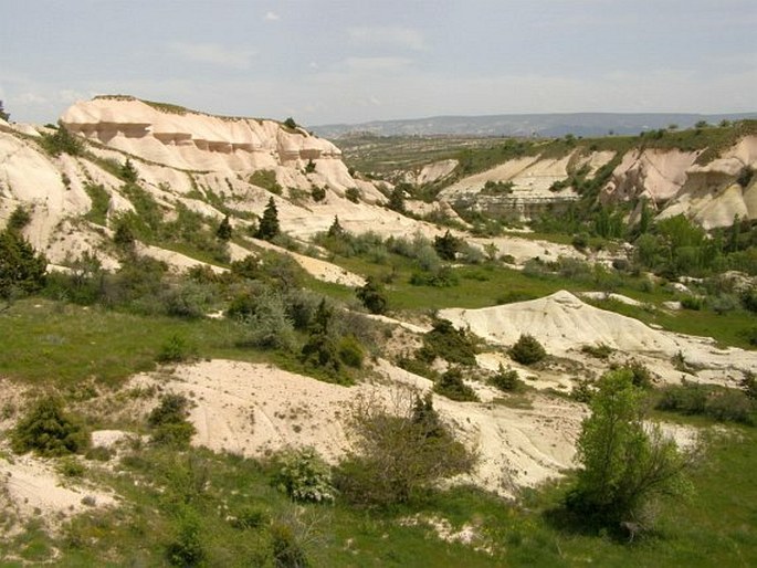 Juniperus oxycedrus