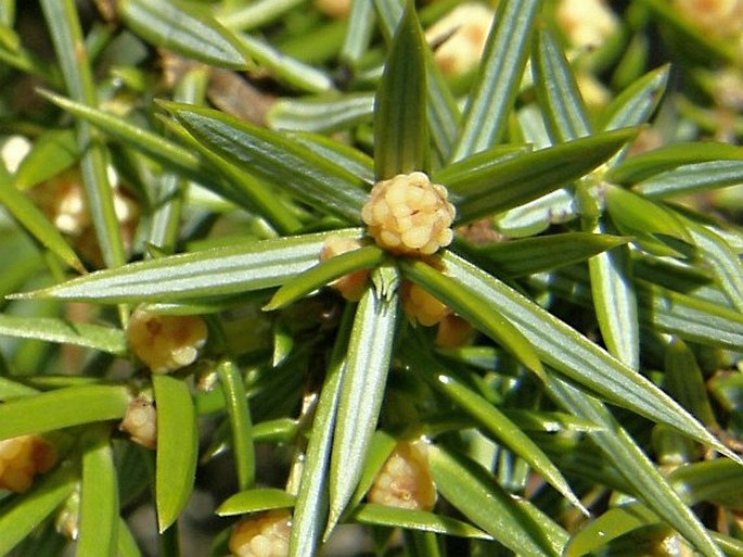 Juniperus oxycedrus