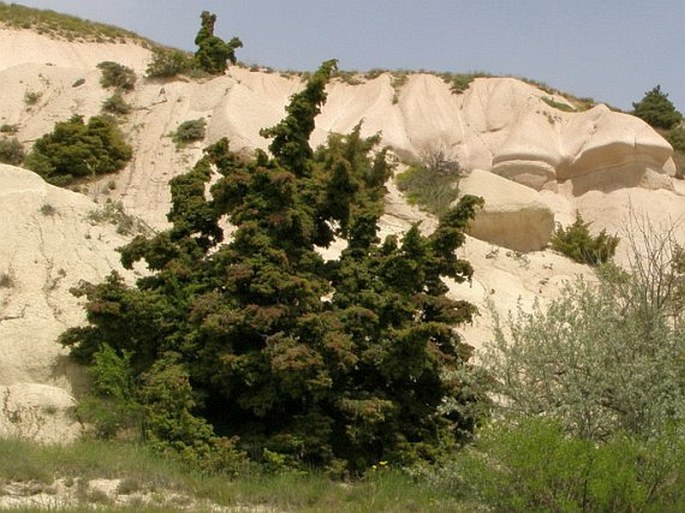 Juniperus oxycedrus