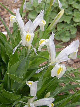 Iris magnifica