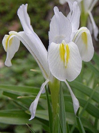 Iris magnifica