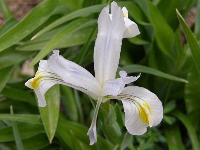 IRIS MAGNIFICA Vved. – kosatec