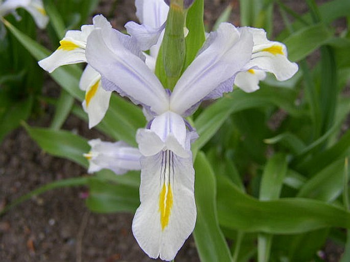 Iris magnifica