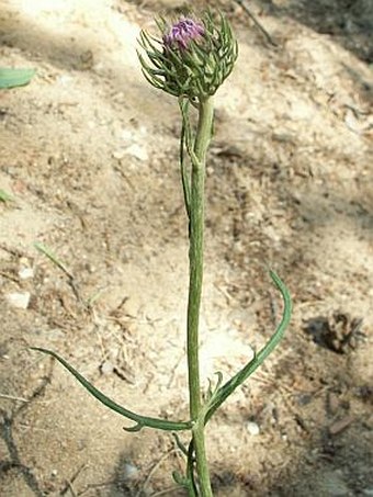 Jurinea cyanoides