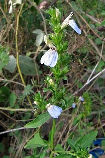 Justicia caerulea