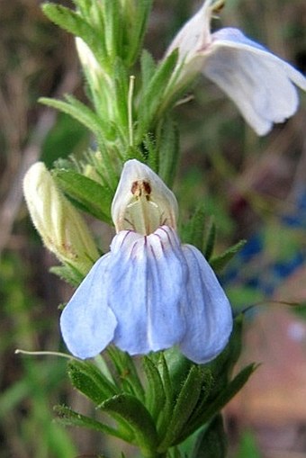 Justicia caerulea