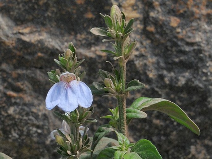 Justicia caerulea