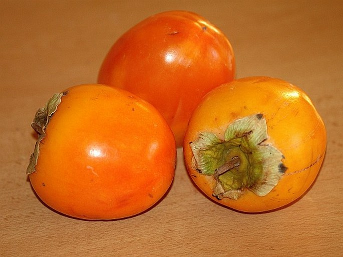 Diospyros kaki