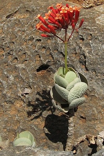 Kalanchoe farinacea