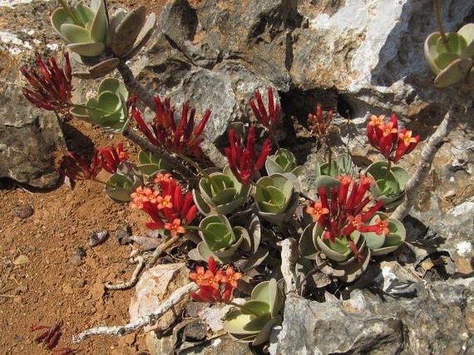 Kalanchoe farinacea