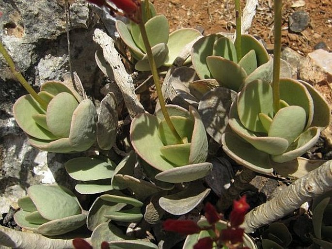 Kalanchoe farinacea