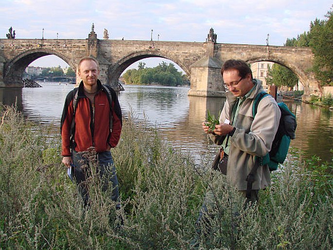 Karlův most