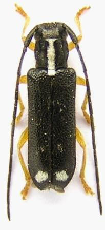 Menesia bipunctata