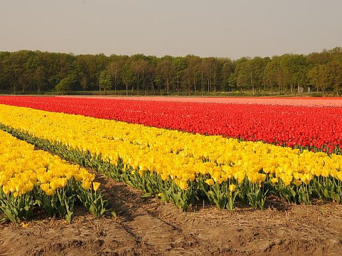 Keukenhof - Nizozemsko, Lisse