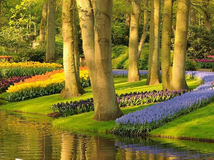 Keukenhof - Nizozemsko, Lisse