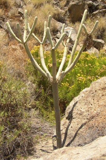 Kleinia neriifolia