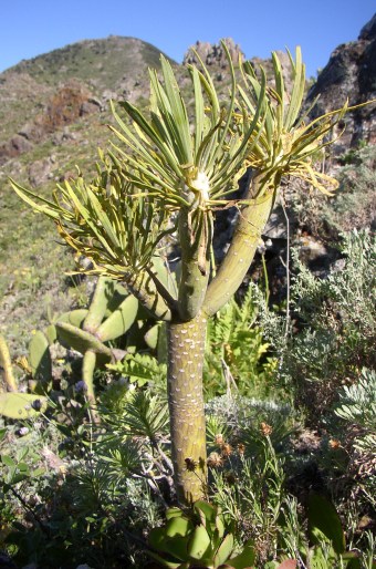 Kleinia neriifolia