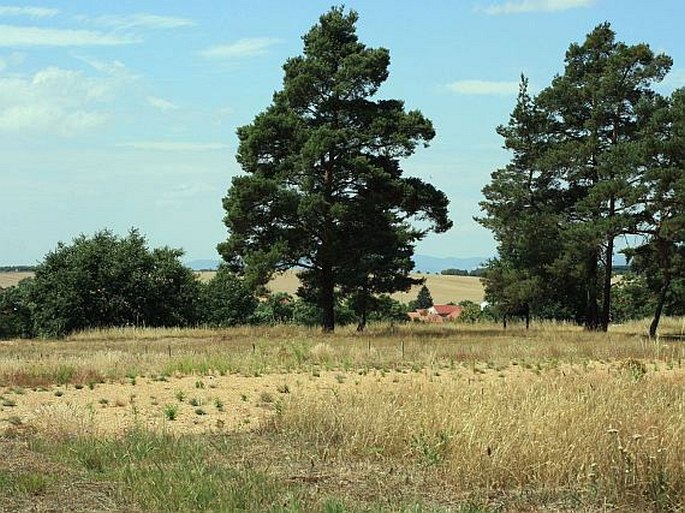 Kleneč - národní přírodní památka