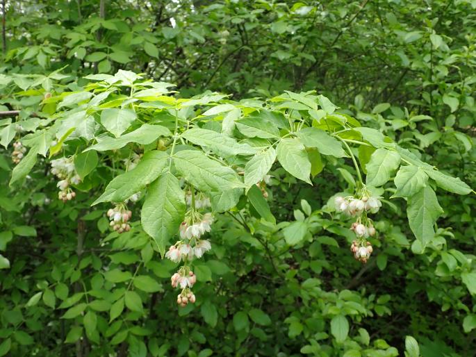 STAPHYLEA PINNATA L. – klokoč zpeřený / klokoč perovitý