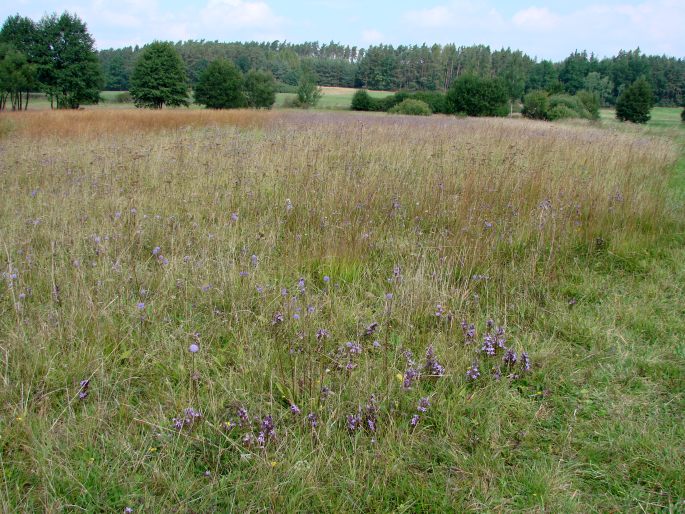 Kocelovické pastviny