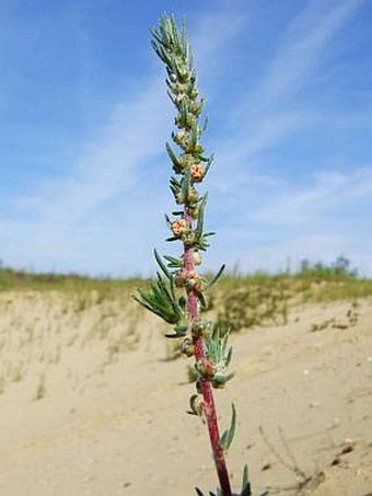 Kochia laniflora