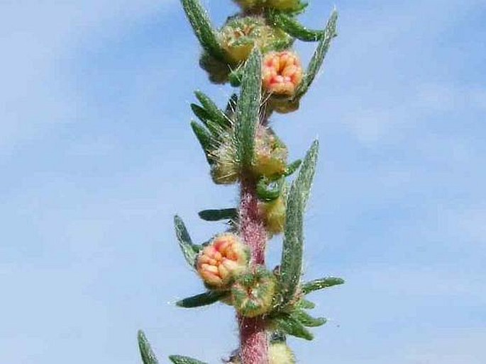 KOCHIA LANIFLORA (S. G. Gmel.) Borbás – bytel vlnokvětý / basia vlnokvetá