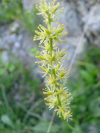 Tofieldia calyculata