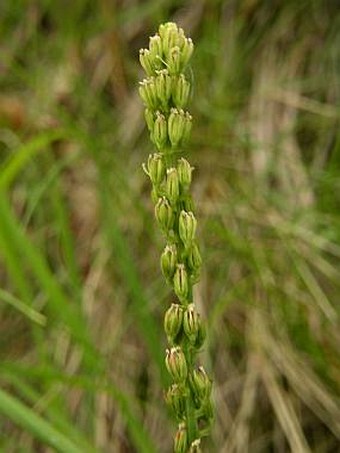 Tofieldia calyculata