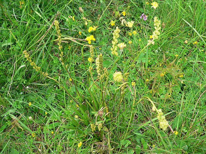 Tofieldia calyculata