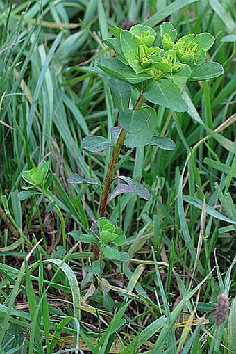 Euphorbia helioscopia