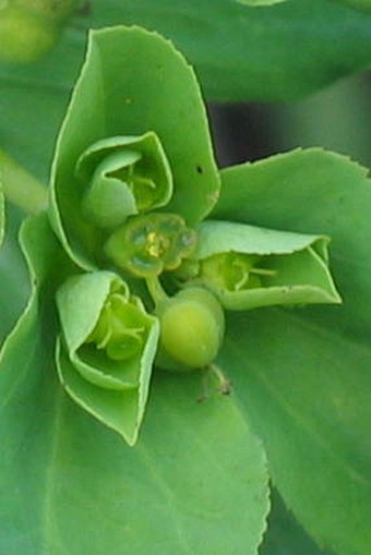 Euphorbia helioscopia