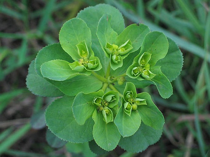 EUPHORBIA HELIOSCOPIA L. – pryšec kolovratec / mliečnik kolovratcový