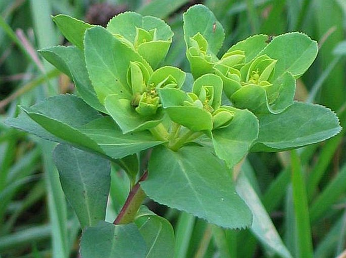 Euphorbia helioscopia