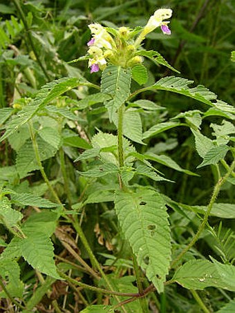 Galeopsis speciosa