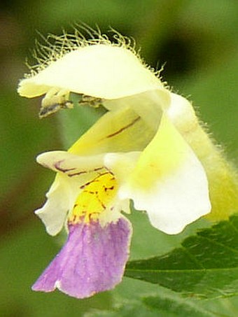 Galeopsis speciosa