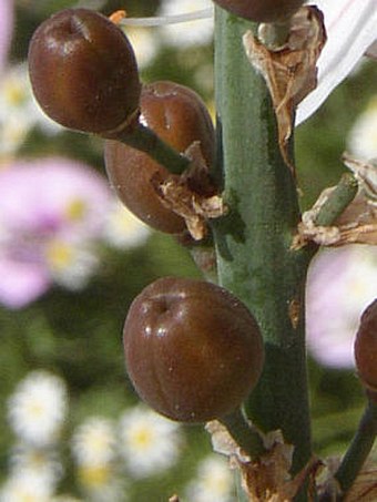Asphodelus ramosus