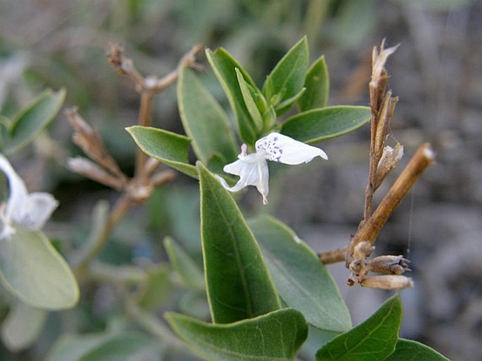 Hypoestes verticillaris