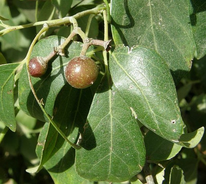 RHOICISSUS REVOILII Planch.