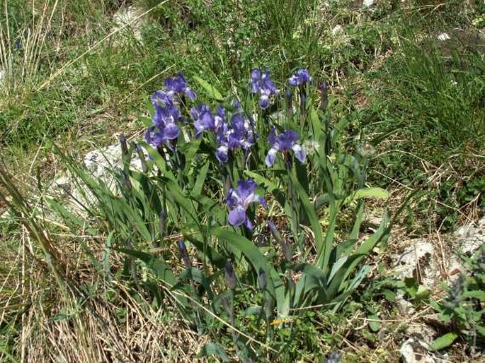 Pražské obrázky: Kosatec bezlistý pravý (Iris aphylla subsp. aphylla)
