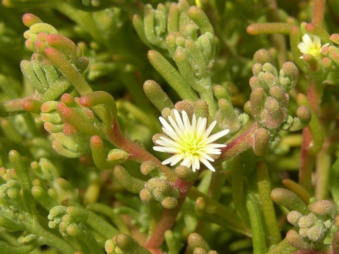 Mesembryanthemum nodiflorum