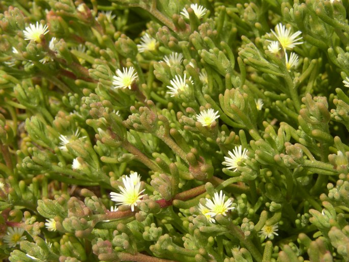 MESEMBRYANTHEMUM NODIFLORUM L. – kosmatec uzlokvětý / poludňovka