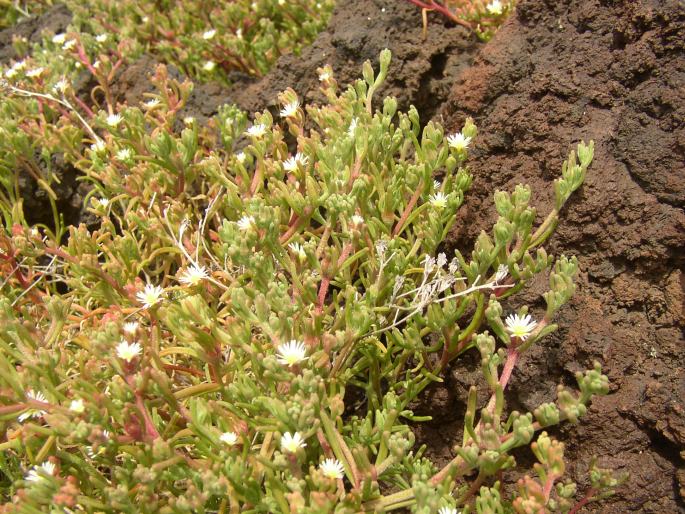 Mesembryanthemum nodiflorum